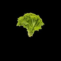 lettuce-image